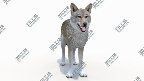 images/goods_img/20210312/Red Wolf Rigged 3D model/5.jpg